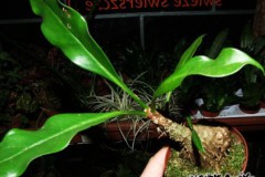 Myrmecodia_platy_5074bb9d30cd6