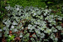 Pilea_cadierei___4ccb318d71c47