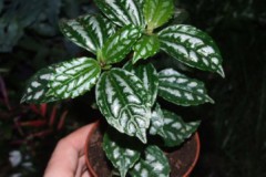 Pilea_cadierei___508873cc7d280
