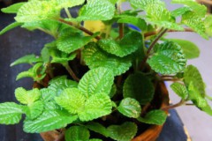 Pilea_nummularif_4fb40f0613a03