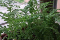 Pilea_serpyllace_4fb413b66e0f5
