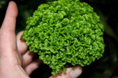 Selaginella_sp._4fe387a99b533