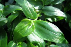 Tradescantia_flu_4d91eeca31e8a