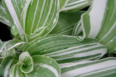 Tradescantia_flu_4d91ef261d59b
