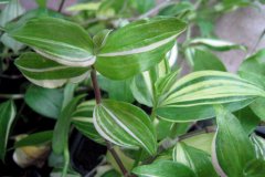 Tradescantia_flu_4d91ef6c41c09