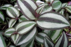 Tradescantia_zeb_4d91ef9c0ef4c