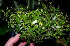 ficus-panama