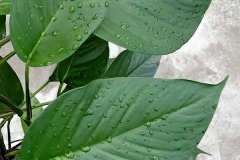 filodendron