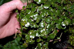 pilea-depressa