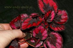 tn_begonia-rex-red-mini