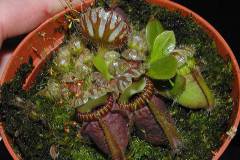 Cephalotus-follicularis