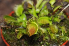 Dionea_muscipula_54625da8a2eb8