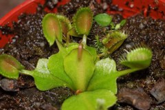 Dionea_muscipula_54625dd2aa7e8
