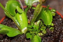 Dionea_muscipula_54625e55ddd0d