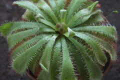 Drosera_aliciae__51785f1ce6be3