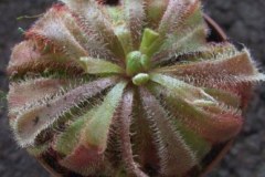 Drosera_aliciae__51785f813e3bd
