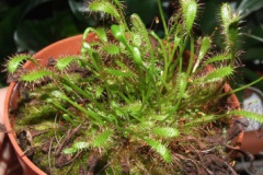 Drosera_anglica_533d74f78b97c