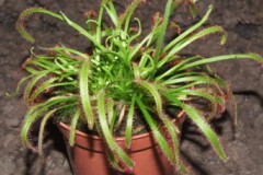 Drosera_capensis_506e26bd1d7a6