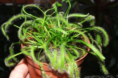 Drosera_capensis_533d7561d5fc9