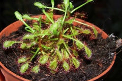 Drosera_madagasc_533d75e0bc743