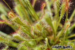 Drosera_nidiform_54625c5cb1a46