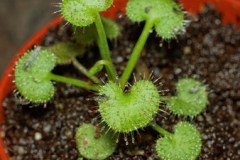 Drosera_prolifer_54625b22738e1