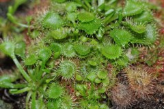 Drosera_rotundif_54625ca6c19e6