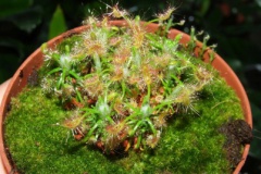 Drosera_scorpioi_533d766d4397d