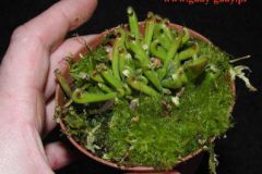 Heliamphora_hisp_4cba362b7298a