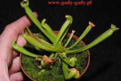 Heliamphora_nuta_4cba3654aebad