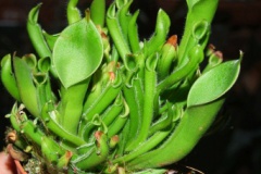 Heliamphora_nuta_533d7b405912b