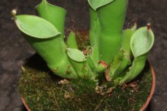 Heliamphora_sp._506e28361c494