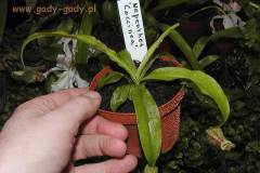Nepenthes-coccinea