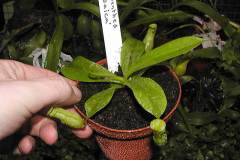 Nepenthes-tobaica