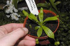Nepenthes-ventricosa