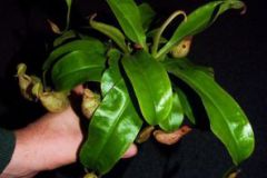 Nepenthes__Hooke_4cbb80800918e