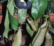 Nepenthes_alata_52758370e808e