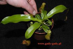 Nepenthes_alata__4cbb7f7077a0d