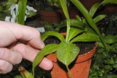 Nepenthes_gentle_4cbb80072dafd