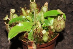 Nephentes_sp._5074b7e96348a