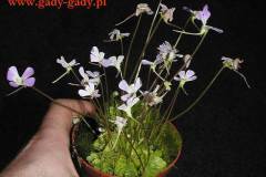 Pinguicula-esseriana-1