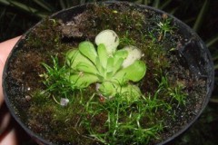Pinguicula_cyclo_5275824e75e76