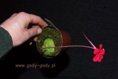 Pinguicula_lauea_4cbb841985f29