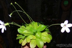 Pinguicula_sp._533d8450a4824