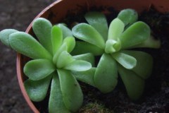 Pinguicula_tina_51786212de445
