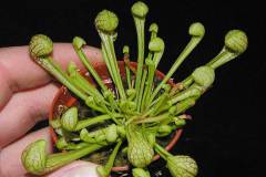 Sarracenia-psittacina-green
