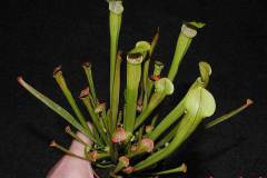 Sarracenia-rubra