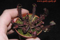 Sarracenia_purpu_4cba33909d219