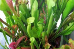 Sarracenia_sp._4fe3804ac61a4