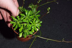 Stylidium-debile
